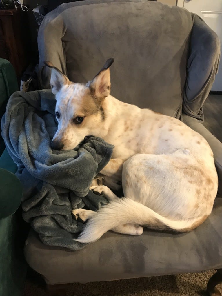 Millie, an Australian Cattle Dog and Great Pyrenees mix tested with EmbarkVet.com