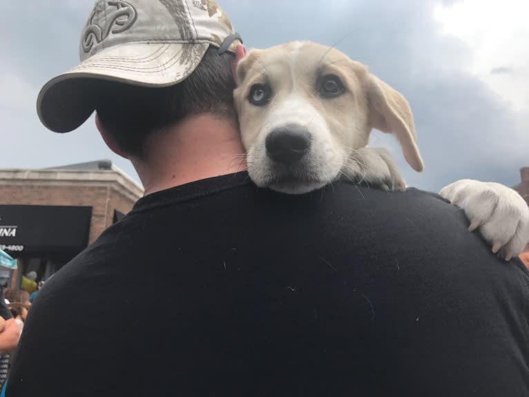 Blue, a Great Pyrenees and Anatolian Shepherd Dog mix tested with EmbarkVet.com