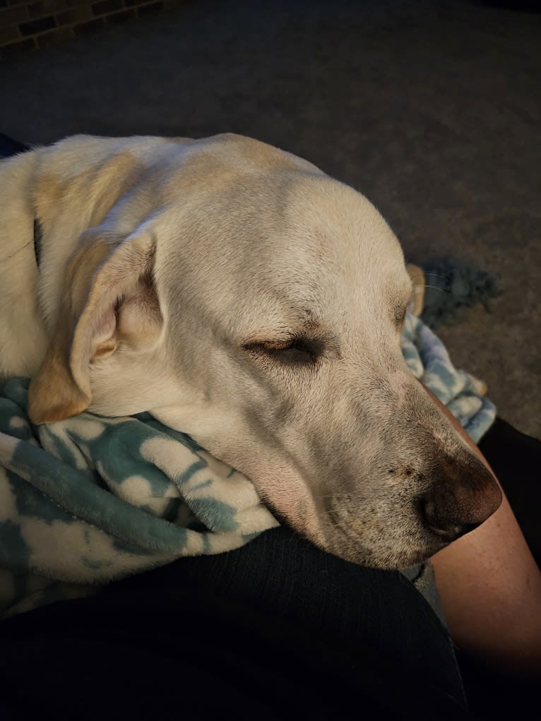 Riggs, a Great Pyrenees and Great Dane mix tested with EmbarkVet.com