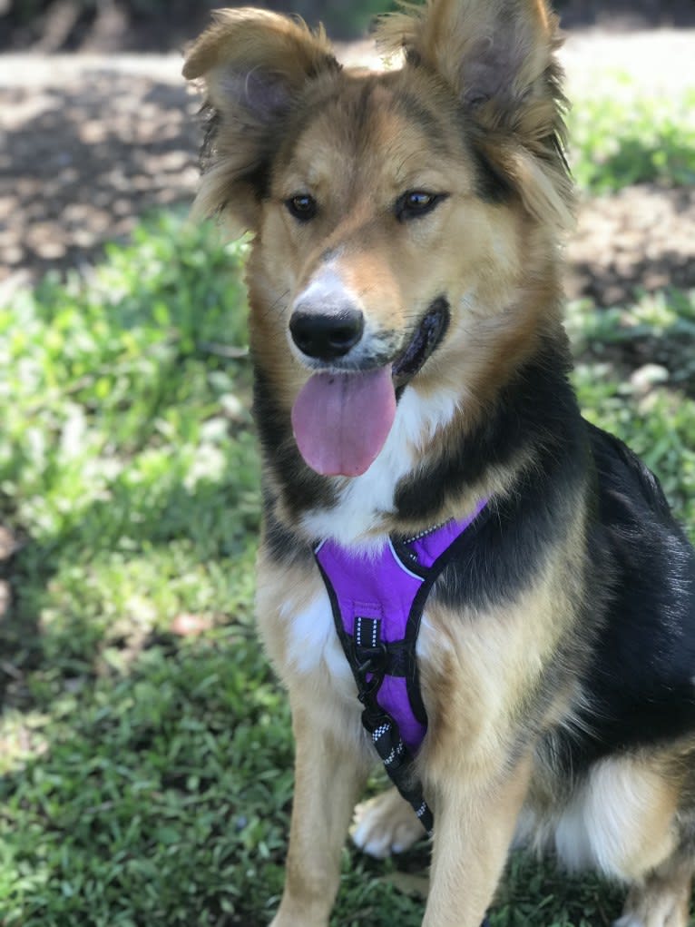 Koda, a German Shepherd Dog and Siberian Husky mix tested with EmbarkVet.com