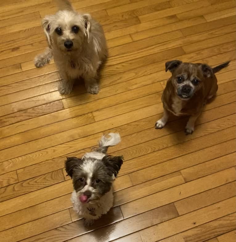 Ralphie, a Shih Tzu and Poodle (Small) mix tested with EmbarkVet.com