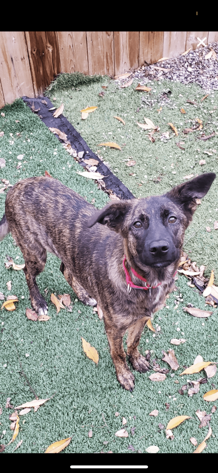 Foxy, a Mountain Cur and German Shepherd Dog mix tested with EmbarkVet.com