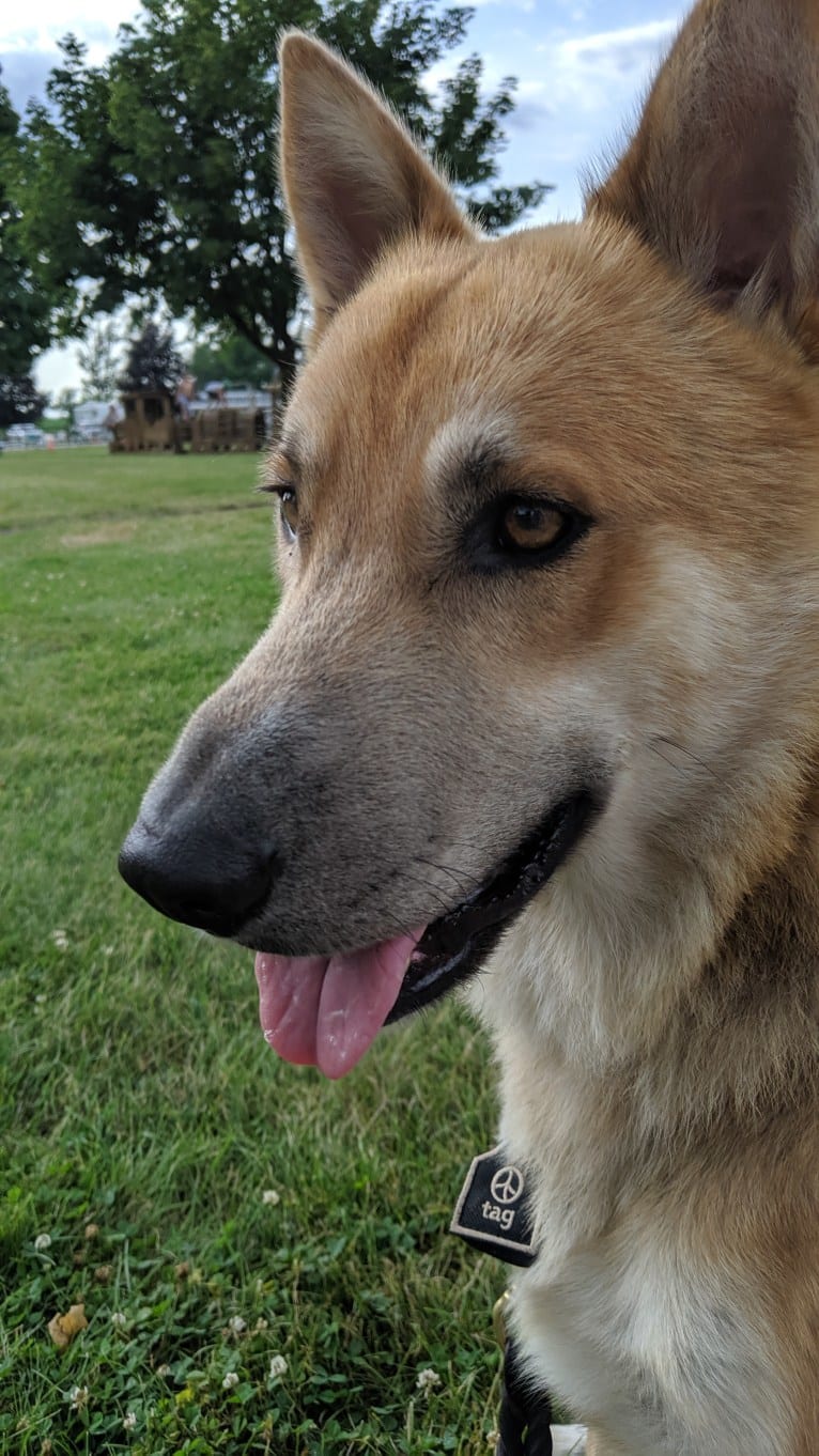 Loki, a Gerberian Shepsky tested with EmbarkVet.com