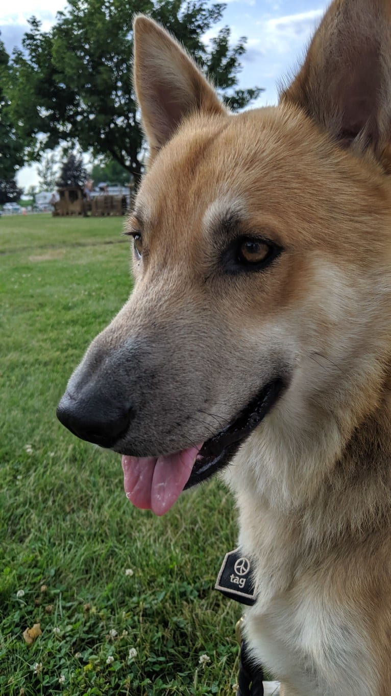 Loki, a German Shepherd Dog and Siberian Husky mix tested with EmbarkVet.com