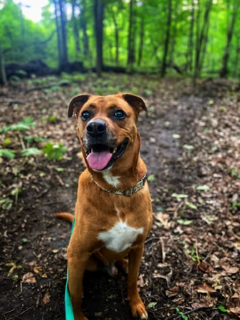 Xavi (Chavi), a Boxer and Siberian Husky mix tested with EmbarkVet.com