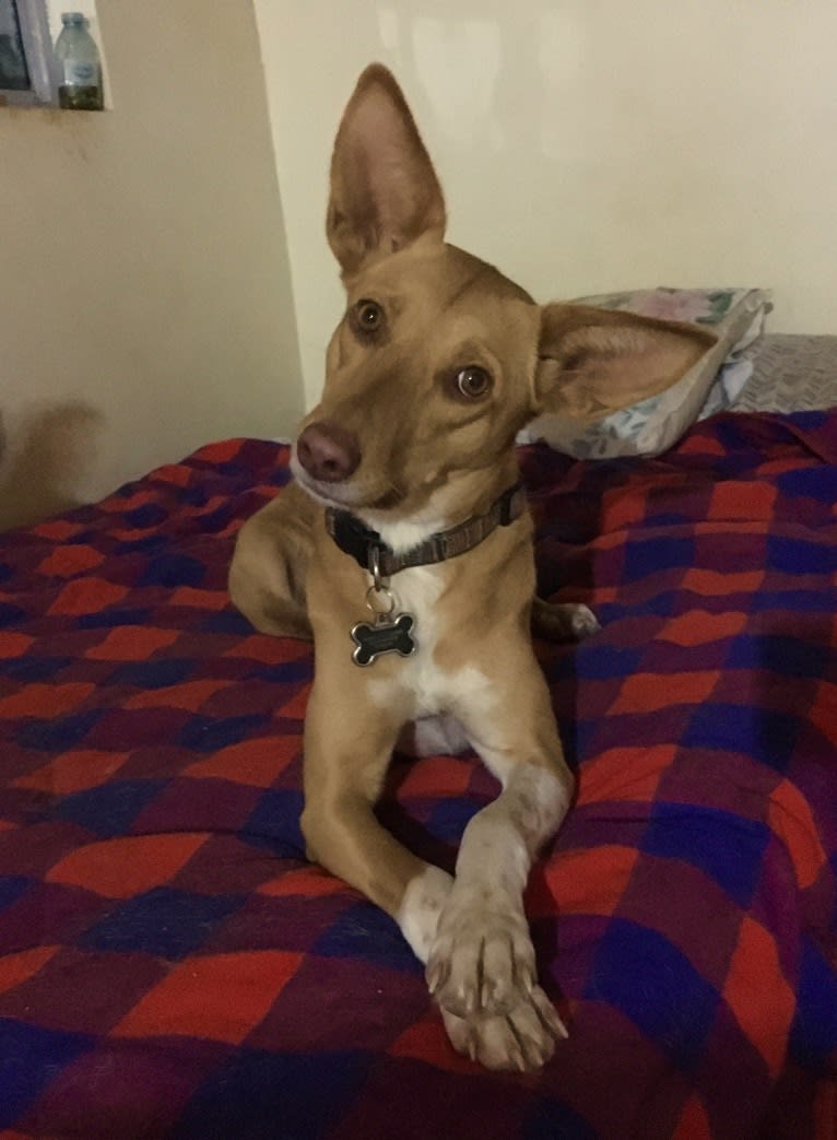 Hope, an African Village Dog tested with EmbarkVet.com