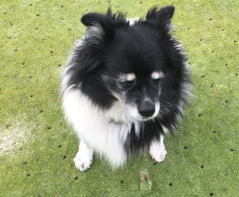 Piper, an American Eskimo Dog and Pomeranian mix tested with EmbarkVet.com