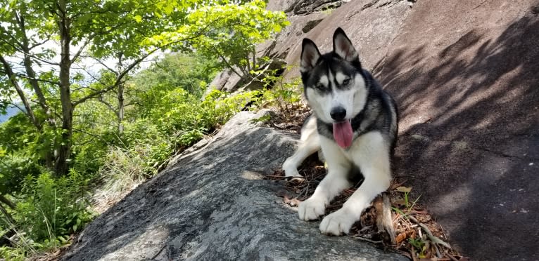 Teko, a Siberian Husky tested with EmbarkVet.com