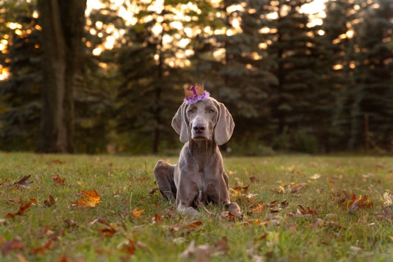 Angenehm's I Don't Need a Crown at Greyhaus, a Weimaraner tested with EmbarkVet.com