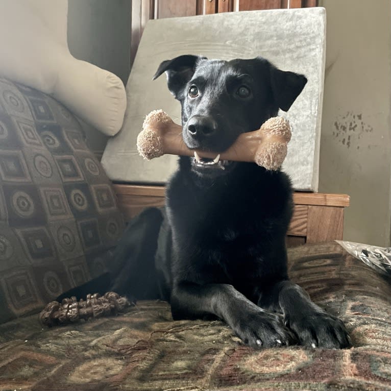 Roxie, a Labrador Retriever and German Shepherd Dog mix tested with EmbarkVet.com