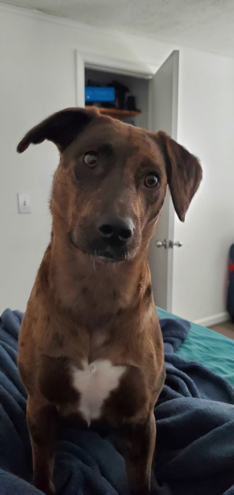 Blake, an American Bully and Dachshund mix tested with EmbarkVet.com