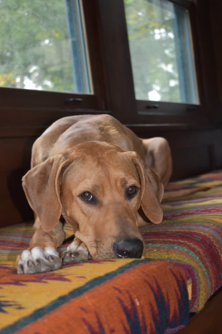 Iris, a Rhodesian Ridgeback tested with EmbarkVet.com