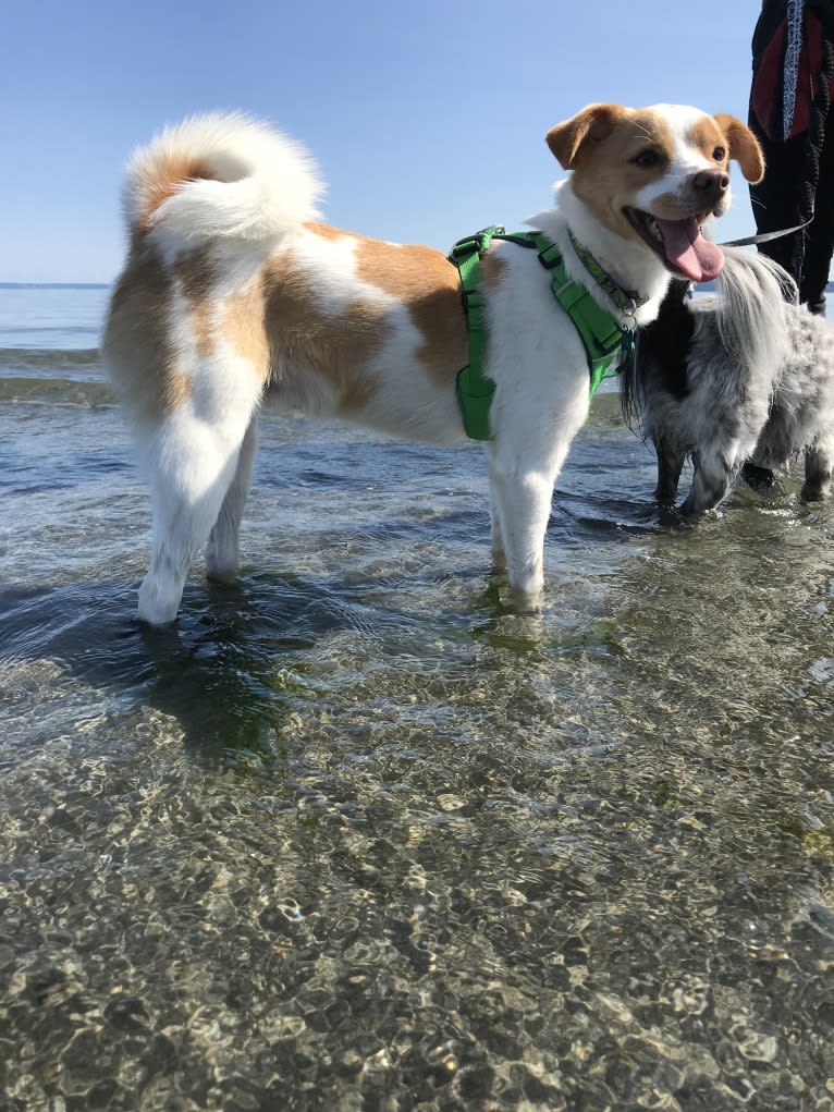 Cody, a Japanese or Korean Village Dog tested with EmbarkVet.com