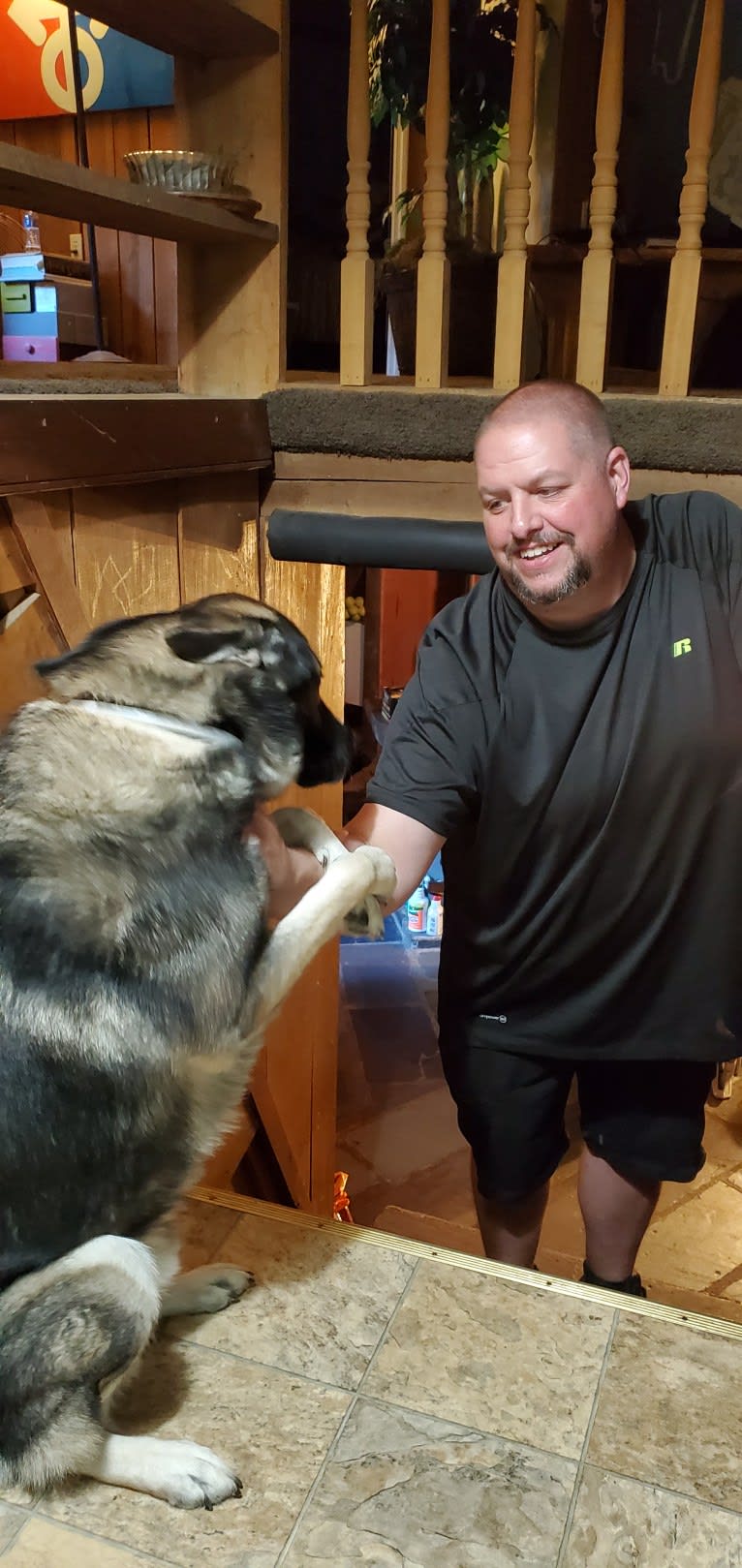 Tundra, a German Shepherd Dog and Great Pyrenees mix tested with EmbarkVet.com