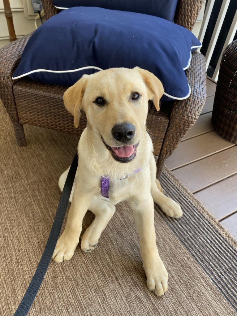 Walton, a Labrador Retriever and Beagle mix tested with EmbarkVet.com