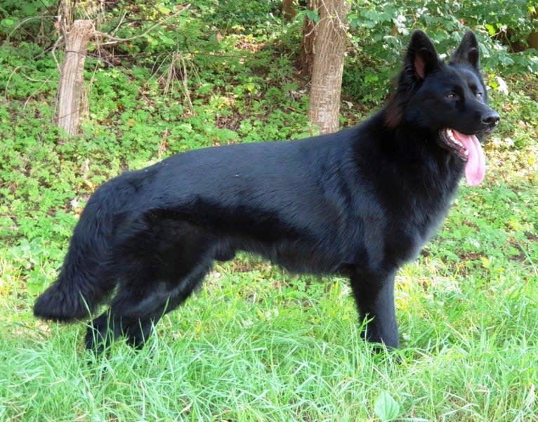 DARYUN, a German Shepherd Dog tested with EmbarkVet.com