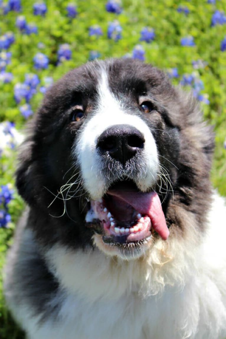 Elara, a Pyrenean Mastiff tested with EmbarkVet.com