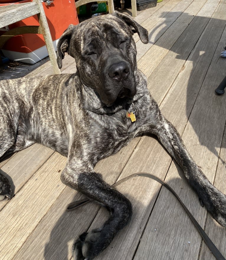 Godric Gryffindor Guzman, a Mastiff tested with EmbarkVet.com