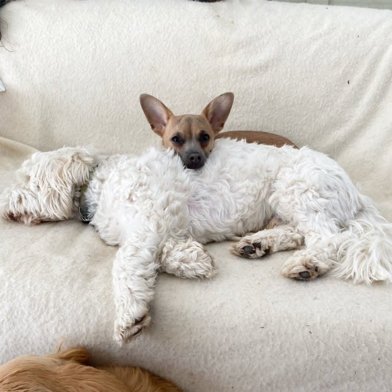 Kirby, a Chihuahua and Poodle (Small) mix tested with EmbarkVet.com