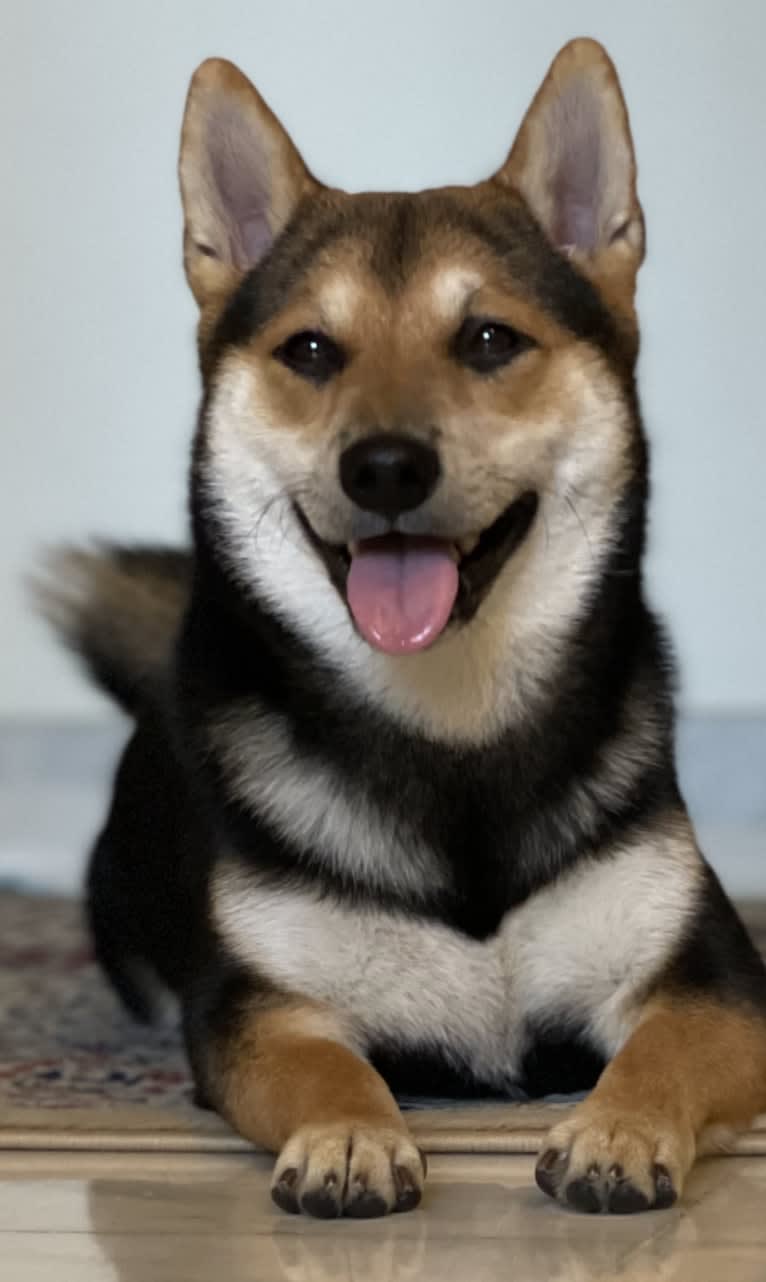 Arthur, a Shiba Inu tested with EmbarkVet.com