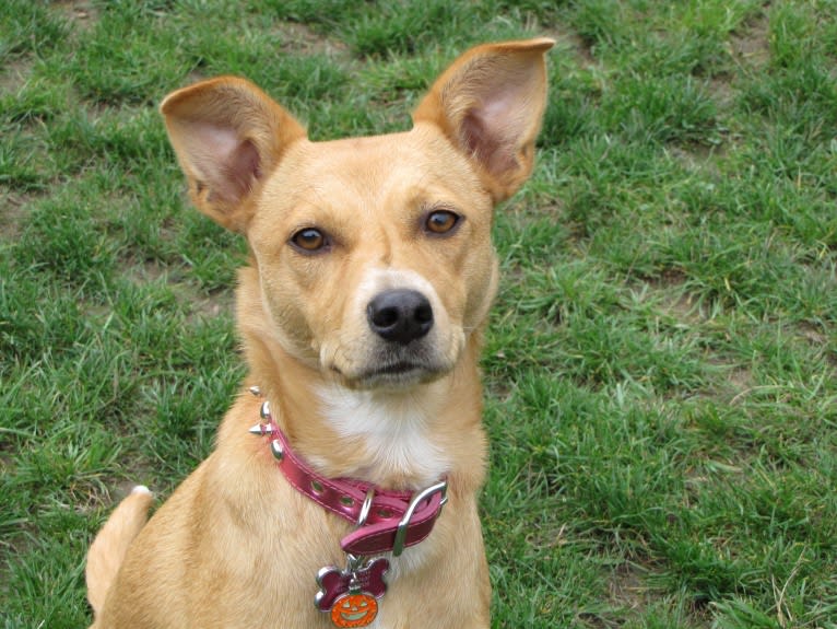 Zoe, an Australian Cattle Dog and Rat Terrier mix tested with EmbarkVet.com