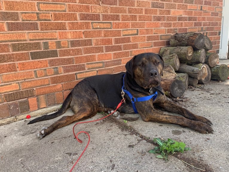 Norton, an American Staffordshire Terrier and Rottweiler mix tested with EmbarkVet.com