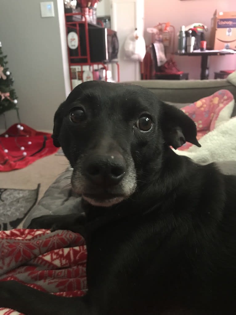 Emmie, a Labrador Retriever and Miniature Schnauzer mix tested with EmbarkVet.com