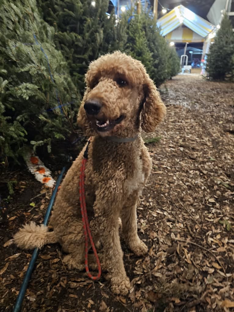 Theo, a Poodle (Standard) tested with EmbarkVet.com