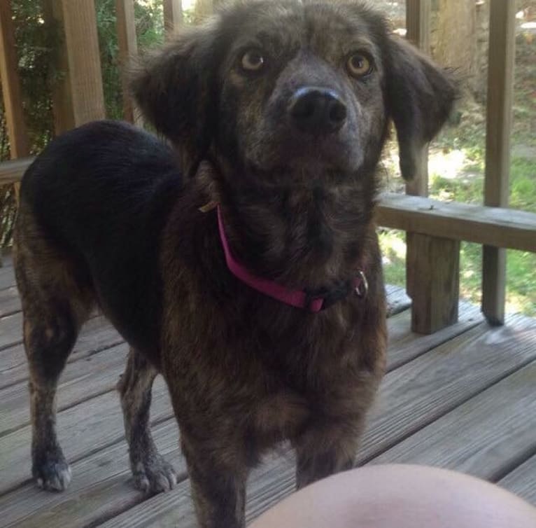 Mama dáy, a Plott and Border Collie mix tested with EmbarkVet.com