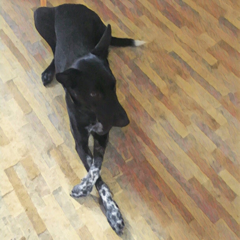 Diya, an Indian Indigenous Dog tested with EmbarkVet.com