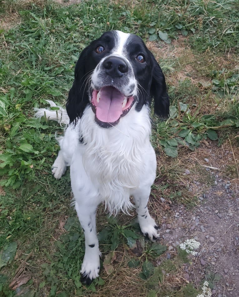 Marlo, an English Springer Spaniel tested with EmbarkVet.com