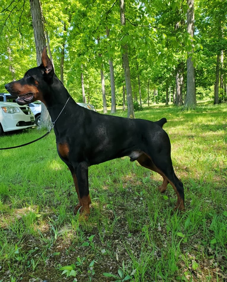 Draugr, a Doberman Pinscher tested with EmbarkVet.com