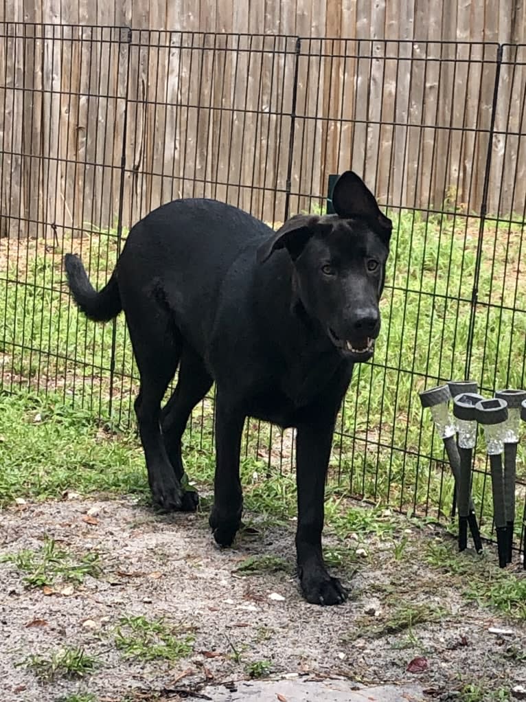 Reggie, a German Shepherd Dog and Chinese Shar-Pei mix tested with EmbarkVet.com