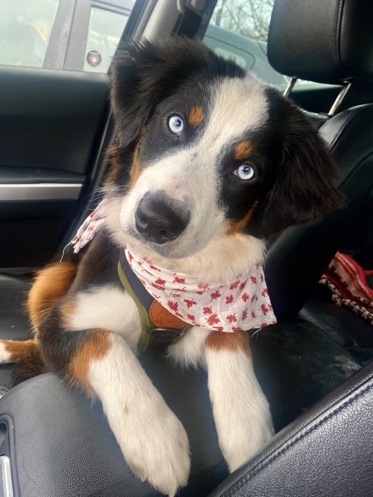 Oliver Webster, an Australian Shepherd tested with EmbarkVet.com