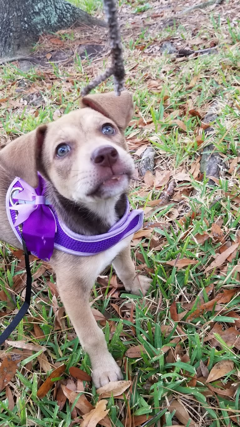 Luna Astrid, a Siberian Husky and American Pit Bull Terrier mix tested with EmbarkVet.com