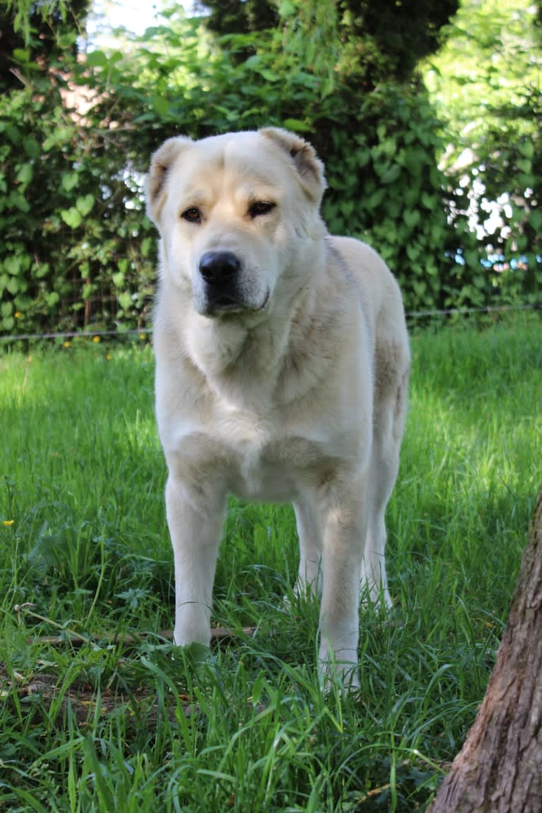 Black Tie Affair’s Clyde, an Armenian Gampr tested with EmbarkVet.com