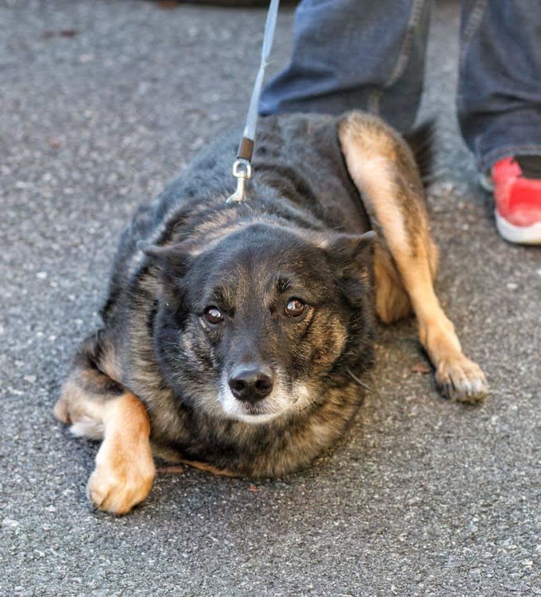 Brutus, a Norwegian Elkhound and Australian Cattle Dog mix tested with EmbarkVet.com