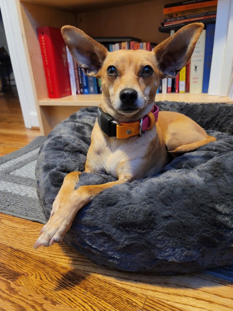 Aeriel, a Chihuahua and Miniature Pinscher mix tested with EmbarkVet.com