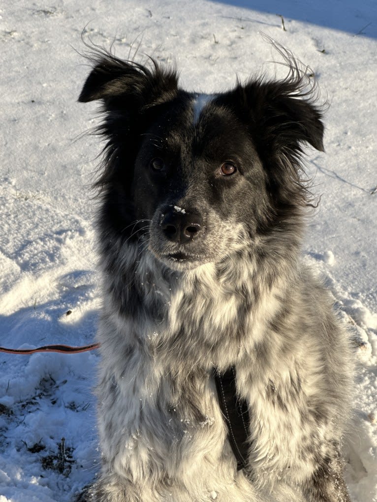 Iris, an Eastern European Village Dog tested with EmbarkVet.com
