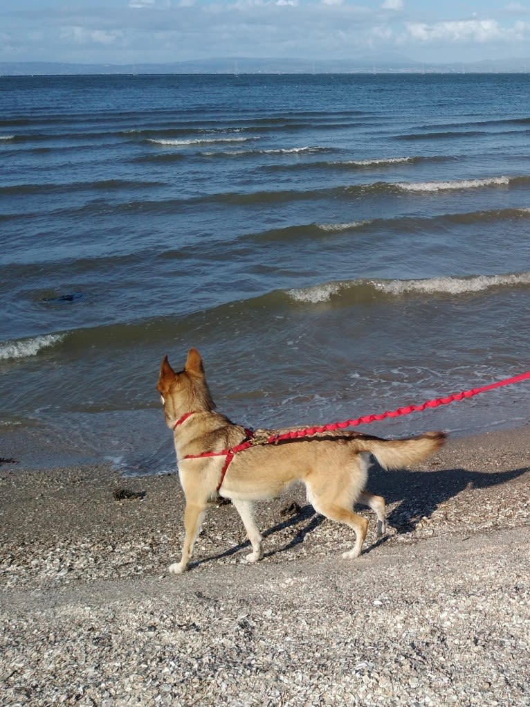 Reba, a Siberian Husky and German Shepherd Dog mix tested with EmbarkVet.com