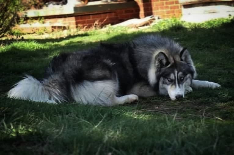 Iroh, a Siberian Husky tested with EmbarkVet.com