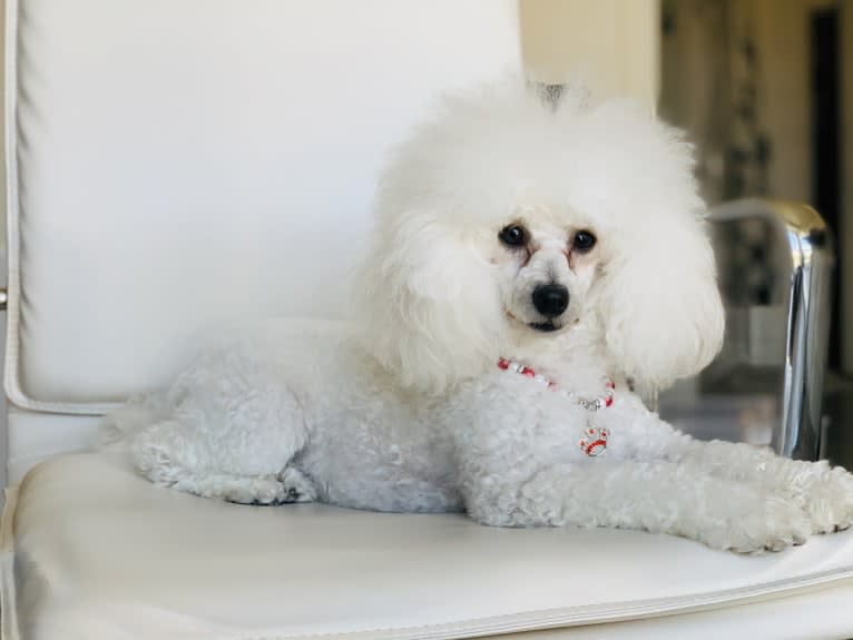 GiGi L'Amour, a Poodle (Small) tested with EmbarkVet.com