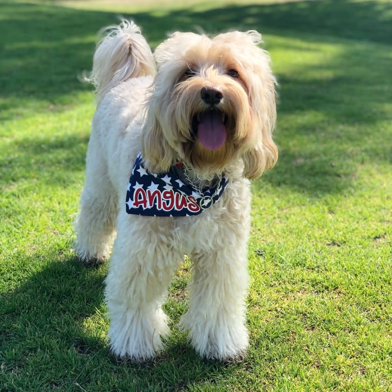 Angus, a Poodle (Small) and Cocker Spaniel mix tested with EmbarkVet.com