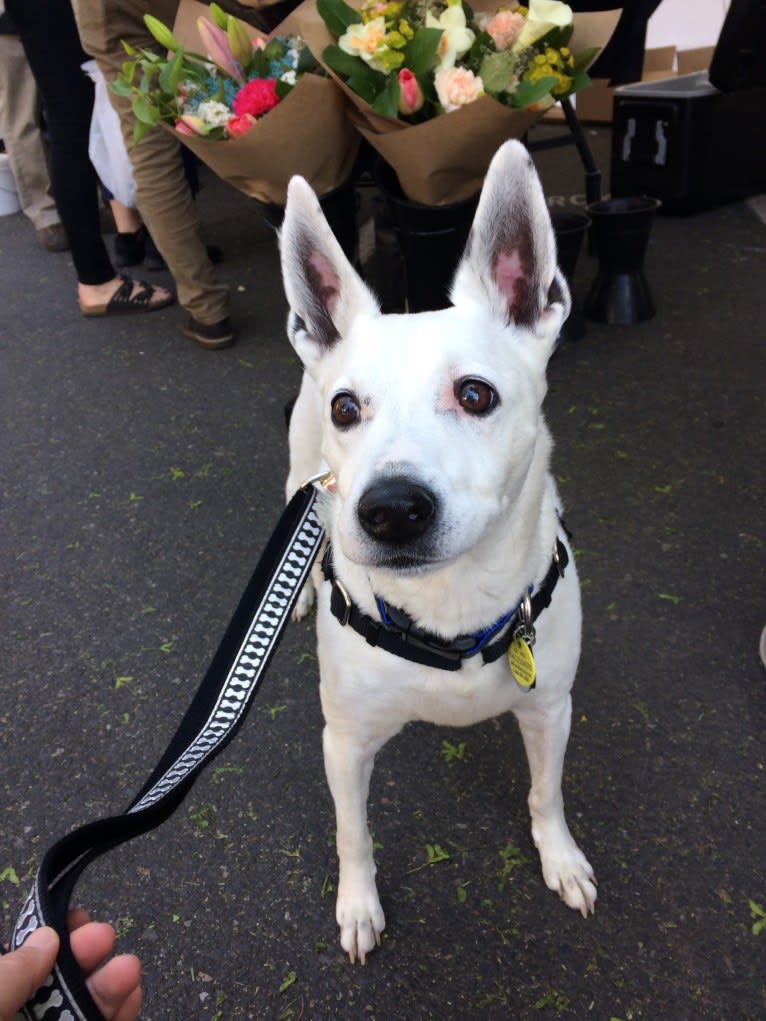 Joe, an Australian Cattle Dog and Rat Terrier mix tested with EmbarkVet.com