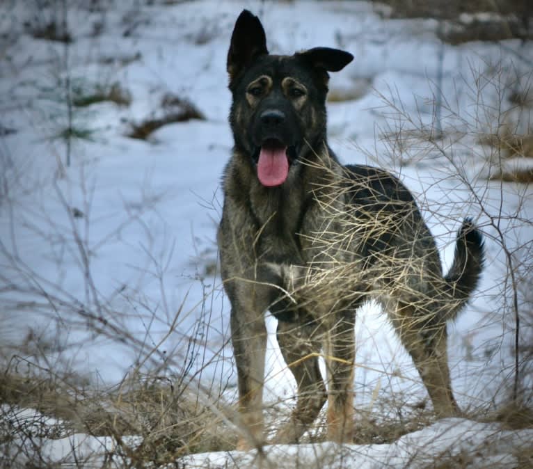 Razar, an Alaskan Malamute and German Shepherd Dog mix tested with EmbarkVet.com