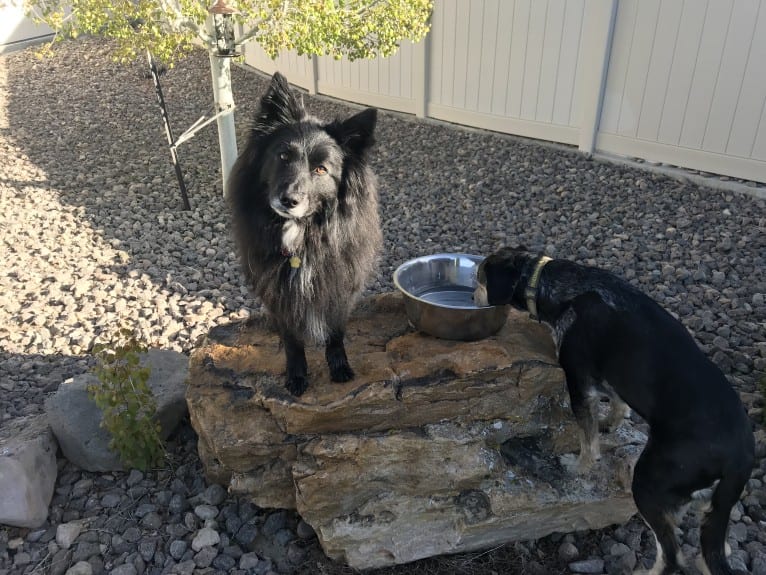 Mo, a Keeshond and Border Collie mix tested with EmbarkVet.com