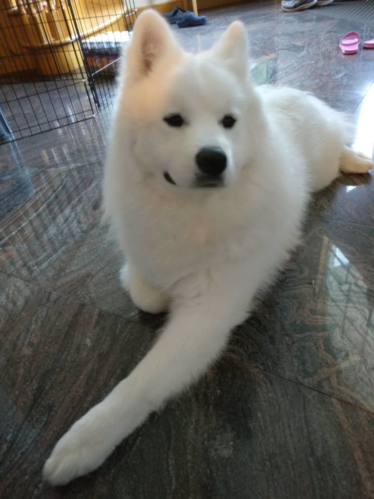 Snowy Trooper, a Samoyed tested with EmbarkVet.com