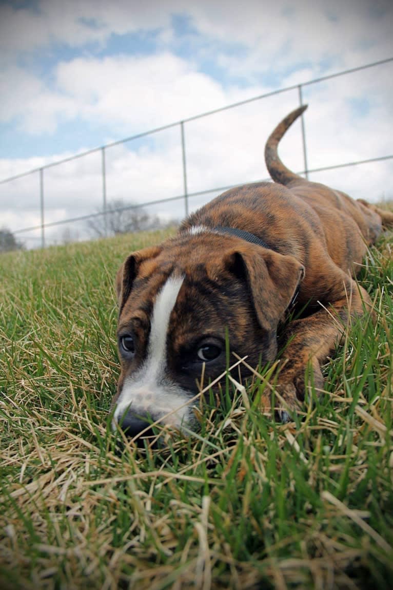 Loki, an American Pit Bull Terrier (4.7% unresolved) tested with EmbarkVet.com