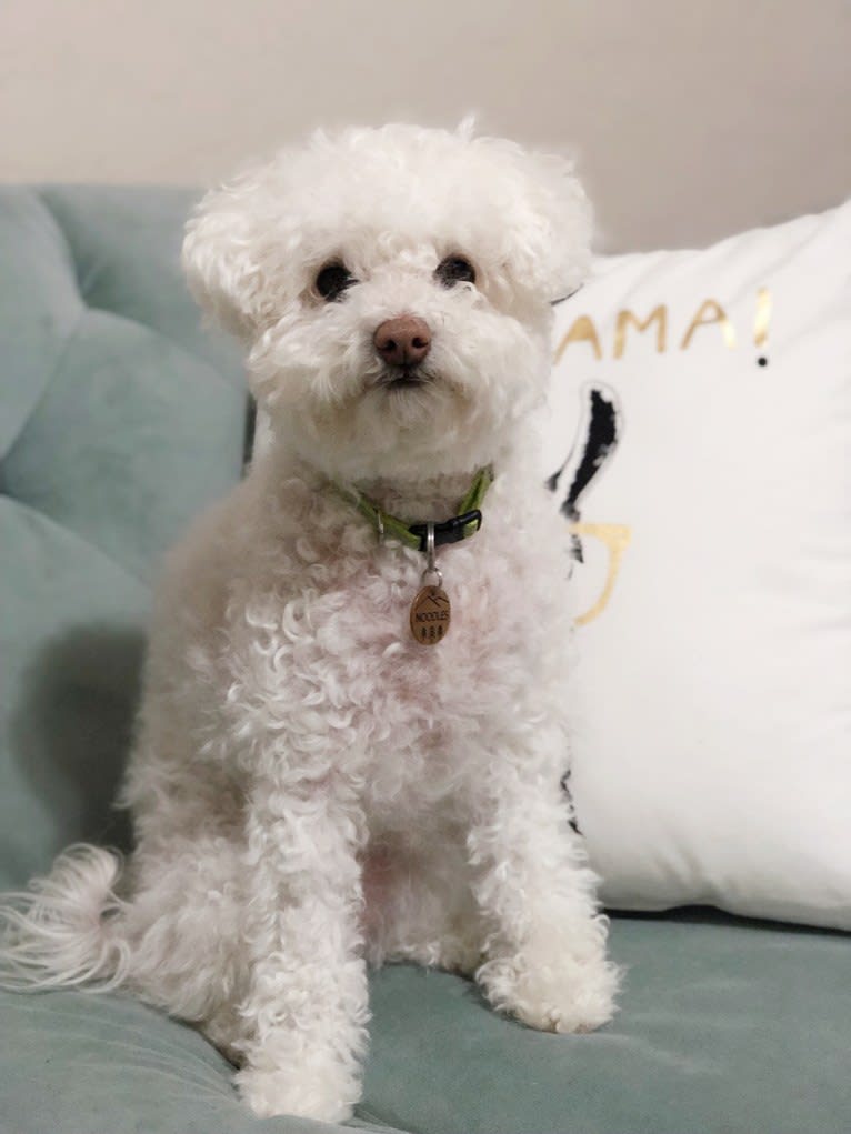 Noodles, a Bichonpoo tested with EmbarkVet.com