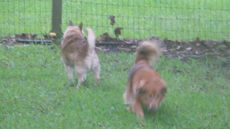 Lassie, a Pomeranian and Rat Terrier mix tested with EmbarkVet.com